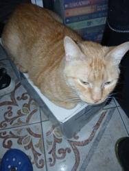 Lost Male Cat last seen Haltom Rd. And 121 hwy, Haltom City, TX 76117
