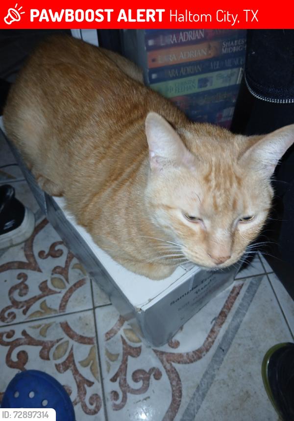 Lost Male Cat last seen Haltom Rd. And 121 hwy, Haltom City, TX 76117