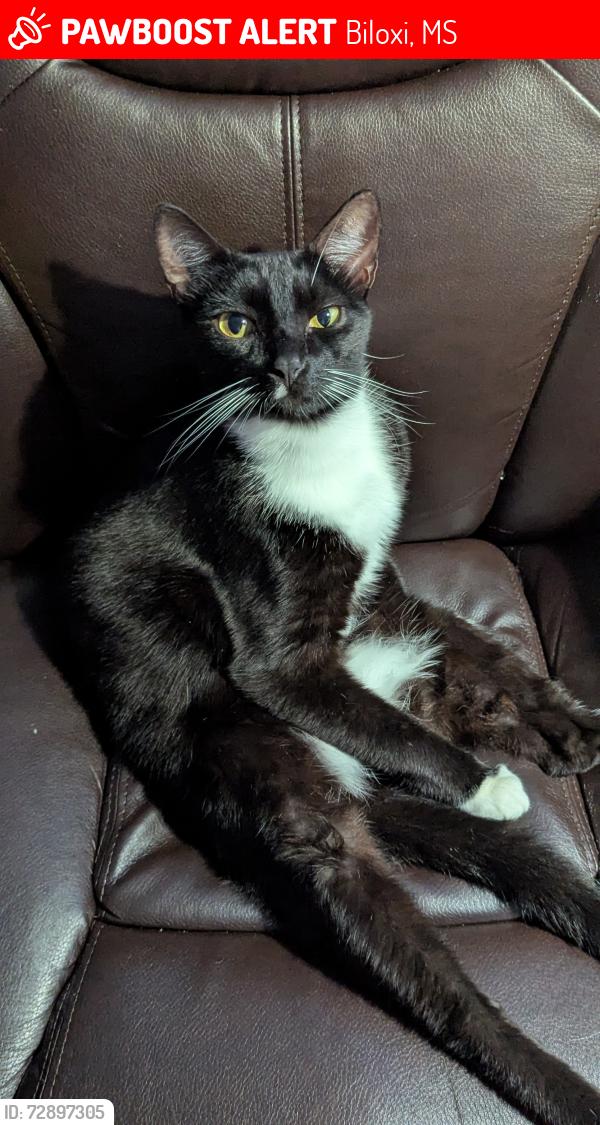 Lost Male Cat last seen Mallet rd, Biloxi, MS 39532
