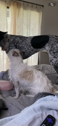 Lost Male Dog last seen Near Hillview and Norwood, Hurst, TX 76054