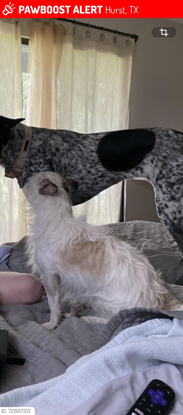 Lost Male Dog last seen Near Hillview and Norwood, Hurst, TX 76054