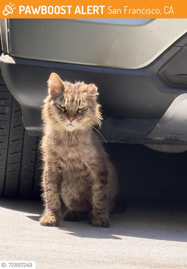 Found/Stray Unknown Cat last seen Best Western Red Coach Inn, San Francisco, CA 94109