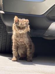 Found/Stray Unknown Cat last seen Best Western Red Coach Inn, San Francisco, CA 94109