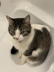 Reunited Female Cat last seen White Rd, San Jose, CA 95133