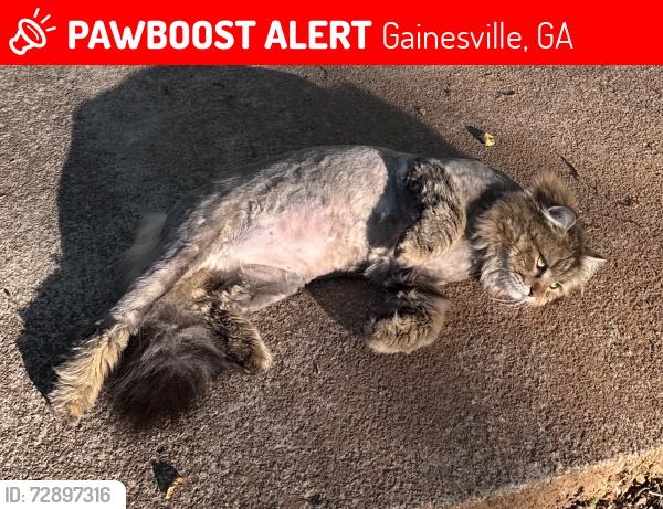 Lost Male Cat last seen Deer Path Lane Gainesville, GA 30507, Gainesville, GA 30507