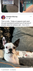 Lost Female Dog last seen Saguaro corner rest., Tucson, AZ 85730