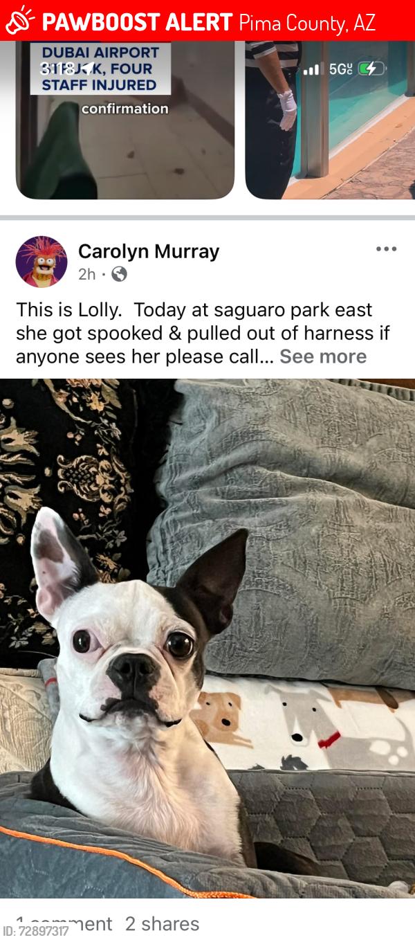 Lost Female Dog last seen Saguaro corner rest., Tucson, AZ 85730