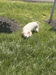 Found/Stray Unknown Dog last seen Greenwood dr, Canonsburg, PA 15317