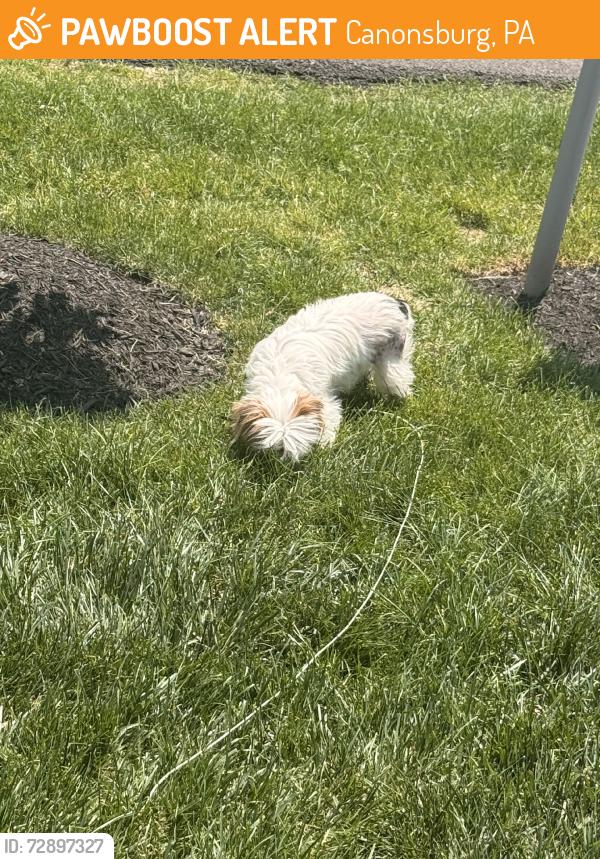 Found/Stray Unknown Dog last seen Greenwood dr, Canonsburg, PA 15317
