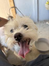 Found/Stray Male Dog last seen Warwick road, Fremont, CA 94555
