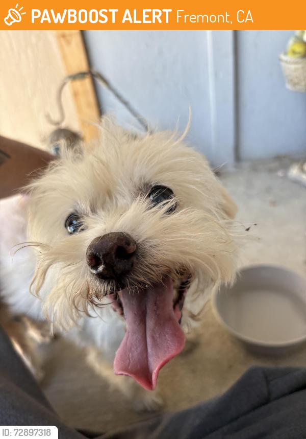 Found/Stray Male Dog last seen Warwick road, Fremont, CA 94555