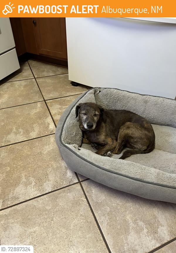 Found/Stray Female Dog last seen Central Ave, Albuquerque, Albuquerque, NM 87108