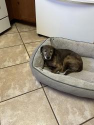 Found/Stray Female Dog last seen Central Ave, Albuquerque , Albuquerque, NM 87108