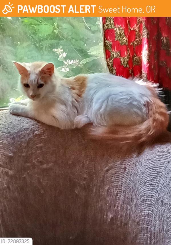 Found/Stray Female Cat last seen North River Dr, Sweet Home, OR, Sweet Home, OR 97386