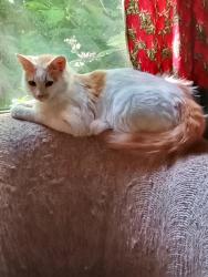 Found/Stray Female Cat last seen North River Dr, Sweet Home, OR, Sweet Home, OR 97386