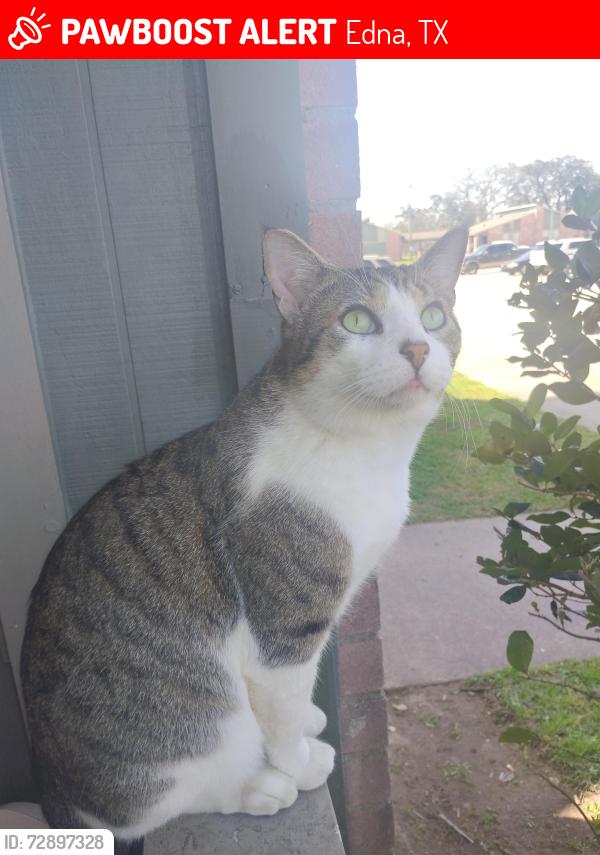 Lost Male Cat last seen Post Oak apmts Edna tx , Edna, TX 77957