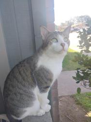 Lost Male Cat last seen Post Oak apmts Edna tx , Edna, TX 77957