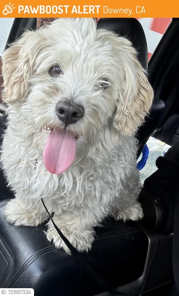 Found/Stray Male Dog last seen True ave. By arco gas, Downey, CA 90240