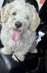 Found/Stray Male Dog last seen True ave. By arco gas, Downey, CA 90240