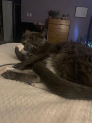 Lost Male Cat last seen Vista hills park, Rio Rancho, NM 87124