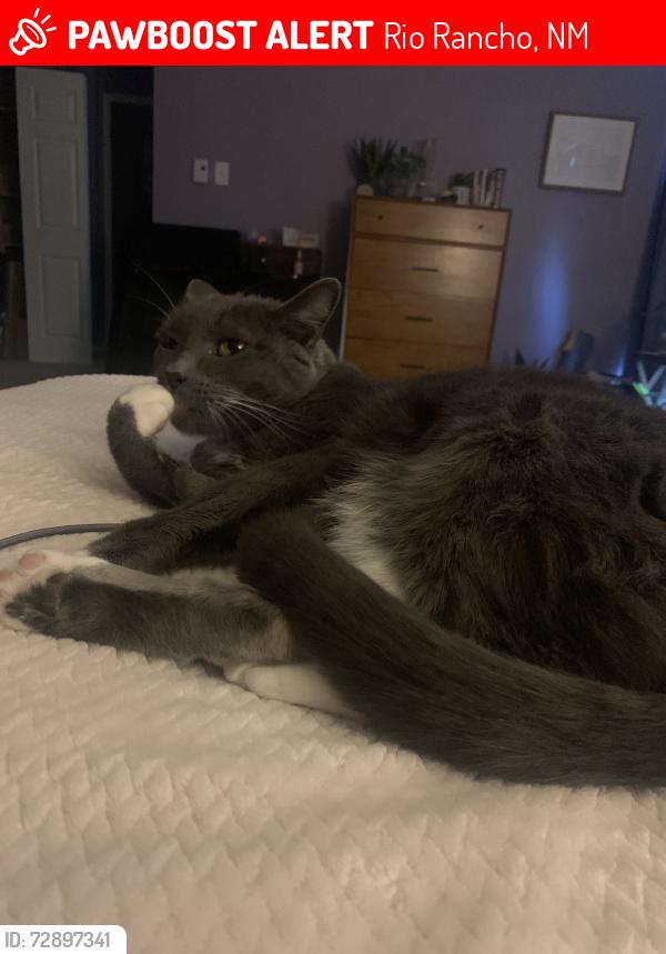 Lost Male Cat last seen Vista hills park, Rio Rancho, NM 87124