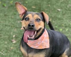Shelter Stray Male Dog last seen CHARLOTTE, Charlotte, NC 28217