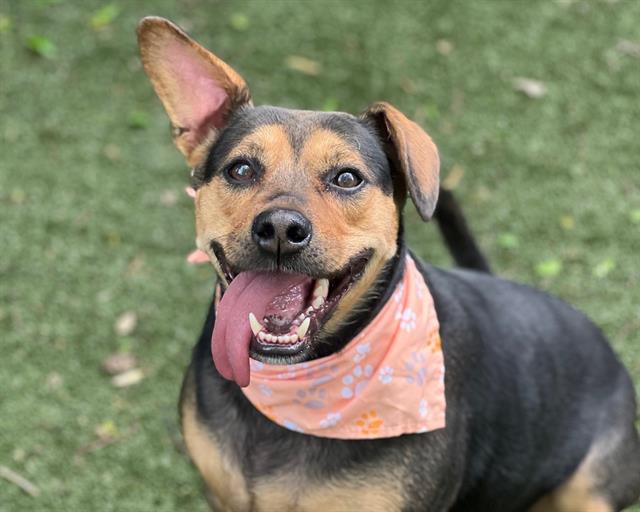 Shelter Stray Male Dog last seen CHARLOTTE, Charlotte, NC 28217