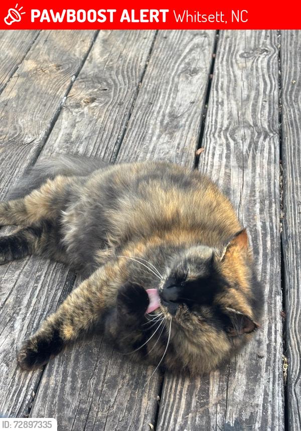 Lost Female Cat last seen old julian rd, Whitsett, NC 27377