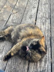 Lost Female Cat last seen old julian rd, Whitsett, NC 27377