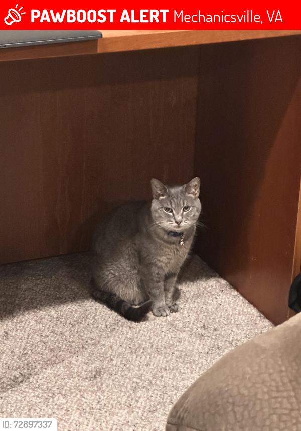 Lost Female Cat last seen Pole Green and Walnut Grove Road, Mechanicsville, VA 23111