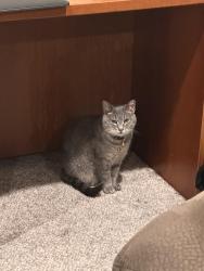 Lost Female Cat last seen Pole Green and Walnut Grove Road, Mechanicsville, VA 23111
