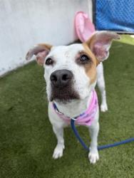 Shelter Stray Female Dog last seen Near BLOCK NE 155 ST, Doral, FL 33122