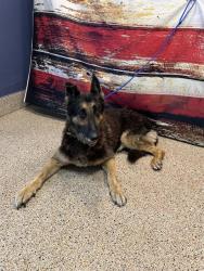 Shelter Stray Male Dog last seen LAS, Doral, FL 33122
