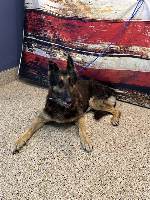 Shelter Stray Male Dog last seen LAS, Doral, FL 33122