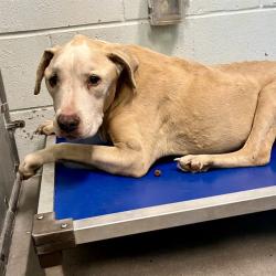Shelter Stray Female Dog last seen GRIFFIN VIEW DR/GRAYS AIRPORT RD,LEESBURG, Deer Island, FL 32778