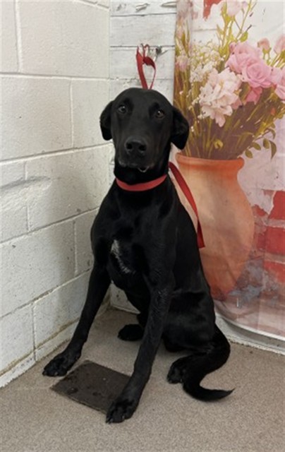 Shelter Stray Male Dog last seen Near BLOCK CONGRESS X STODDARD, San Bernardino, CA 92401