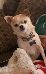 Lost Male Dog last seen Eastmont park, East Wenatchee, WA 98802