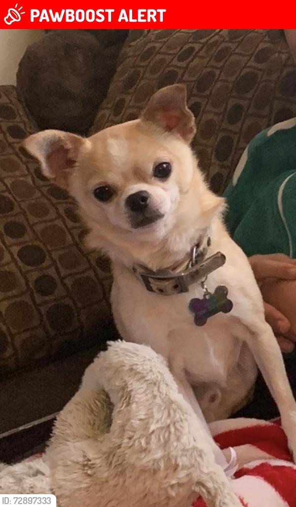 Lost Male Dog last seen Eastmont park, East Wenatchee, WA 98802