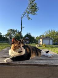 Lost Female Cat last seen Our address, Johnston, IA 50131