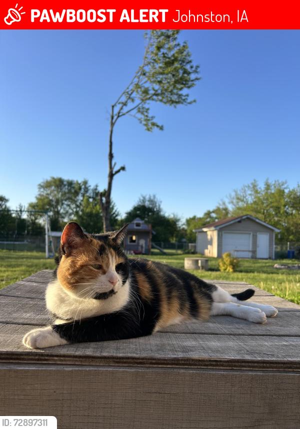 Lost Female Cat last seen Our address, Johnston, IA 50131
