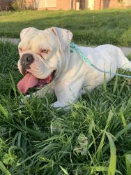 Lost Male Dog last seen Collins st, Arlington, TX 76002