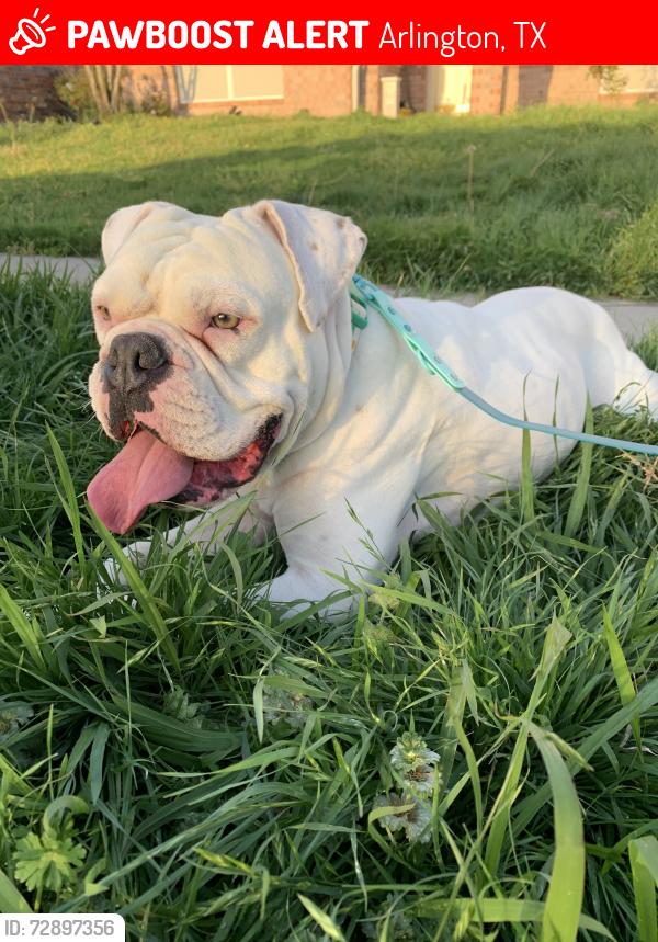 Lost Male Dog last seen Collins st, Arlington, TX 76002