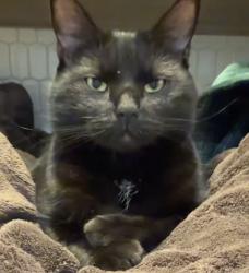 Lost Female Cat last seen Riverside drive , Atlanta, GA 30328