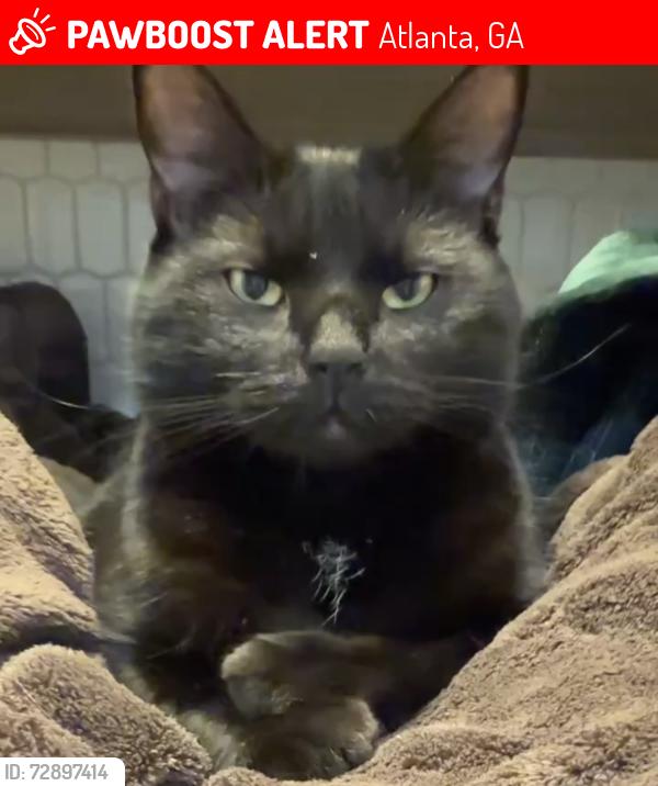 Lost Female Cat last seen Riverside drive , Atlanta, GA 30328