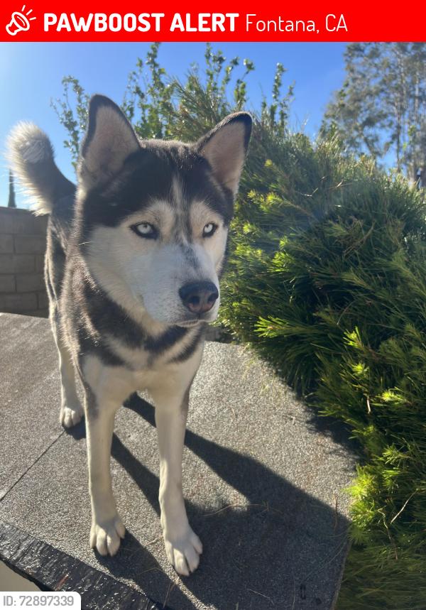 Lost Male Dog last seen Mallory Dr. and Fontana Ave, Fontana, CA 92335