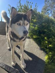 Lost Male Dog last seen Mallory Dr. and Fontana Ave, Fontana, CA 92335