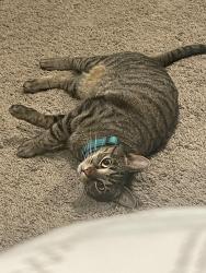 Lost Male Cat last seen Ann and Ballas, Kirkwood, Kirkwood, MO 63122