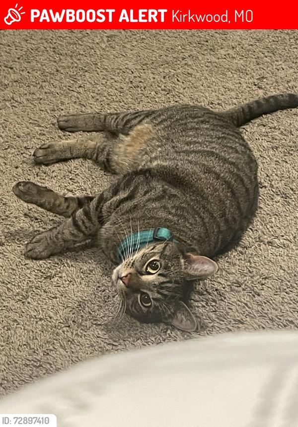 Lost Male Cat last seen Ann and Ballas, Kirkwood, Kirkwood, MO 63122
