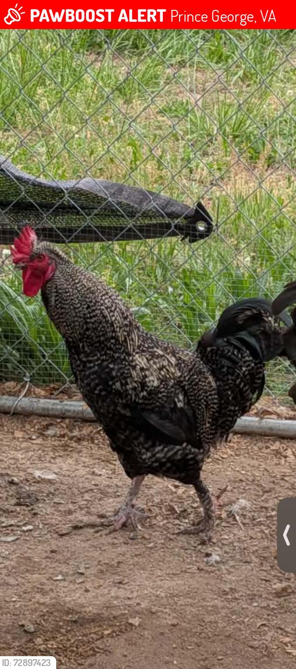 Lost Male Bird last seen Old Stage Rd, Prince George, VA 23875