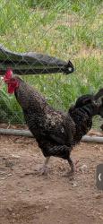 Lost Male Bird last seen Old Stage Rd, Prince George, VA 23875